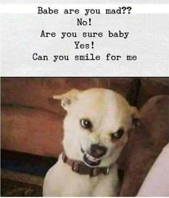 Wait, They Actually Ranked These Hilarious Memes?