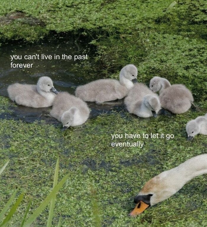 Classic Meme Energy