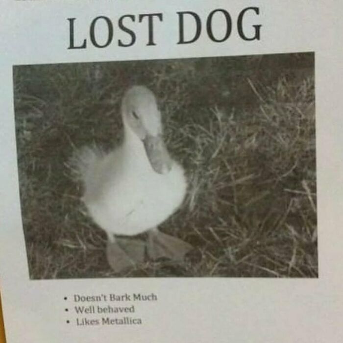 Lost Dog or Optical Puzzle?