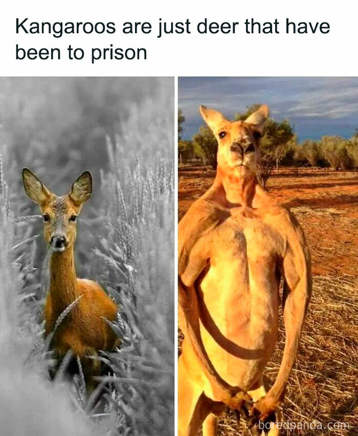 Wait, They Actually Ranked These Hilarious Memes? Let’s Dive In!