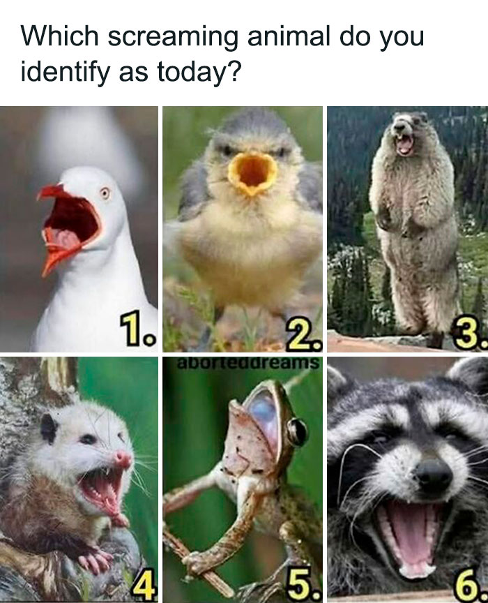 Wait, They Actually Ranked These Hilarious Memes? Let’s Dive In!