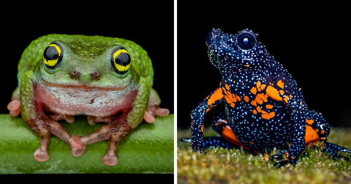 Wait, Frogs Can Look This Cool?! Check Out These 22 Wild Macro Photos