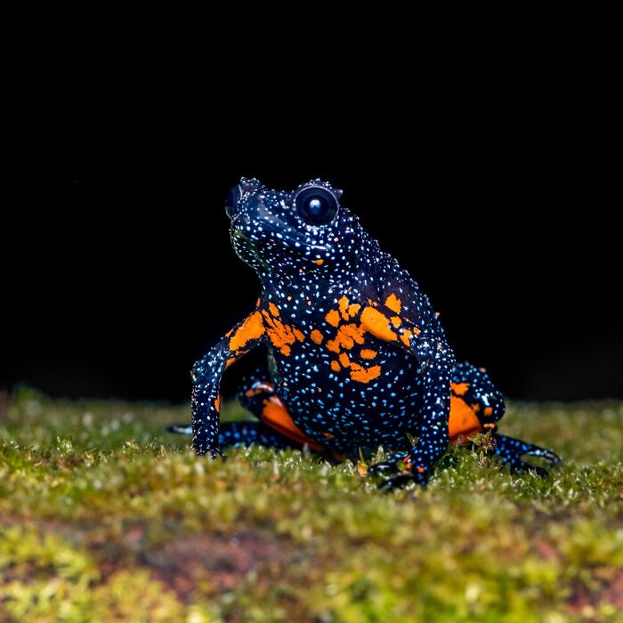 Wait, Frogs Can Look This Cool?! Check Out These 22 Wild Macro Photos