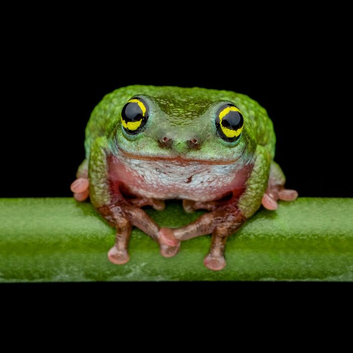 Wait, Frogs Can Look This Cool?! Check Out These 22 Wild Macro Photos