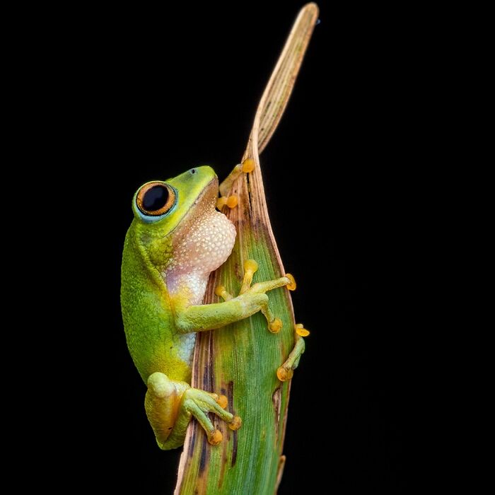 Wait, Frogs Can Look This Cool?! Check Out These 22 Wild Macro Photos