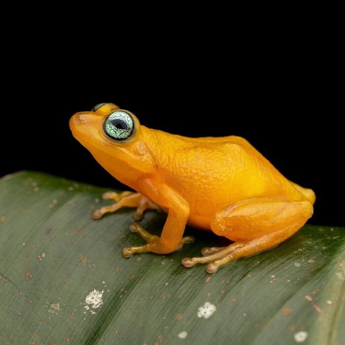 Wait, Frogs Can Look This Cool?! Check Out These 22 Wild Macro Photos
