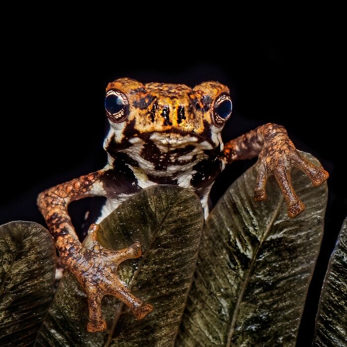 Wait, Frogs Can Look This Cool?! Check Out These 22 Wild Macro Photos