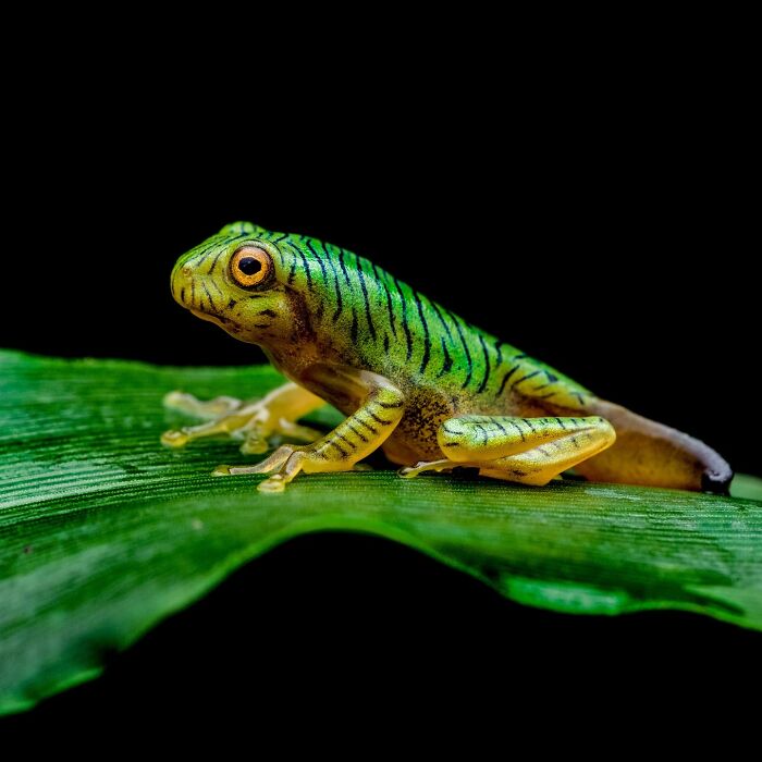 Wait, Frogs Can Look This Cool?! Check Out These 22 Wild Macro Photos