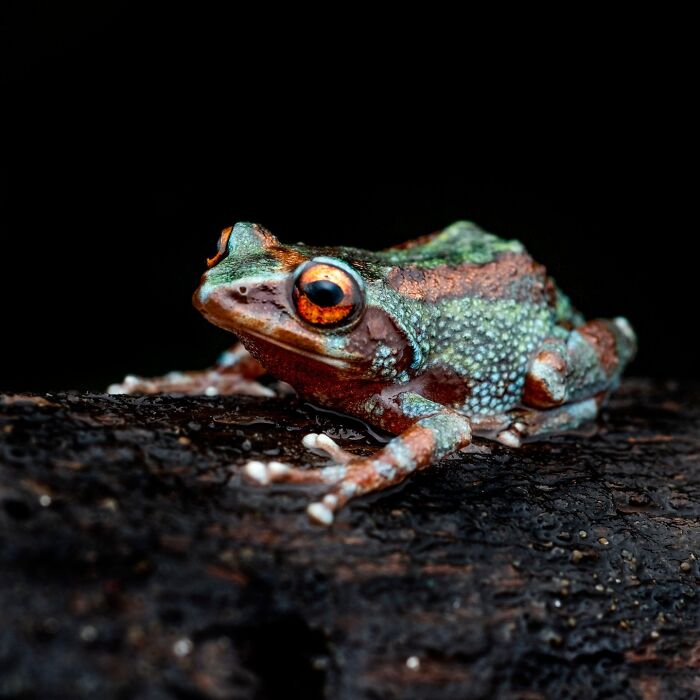 Wait, Frogs Can Look This Cool?! Check Out These 22 Wild Macro Photos