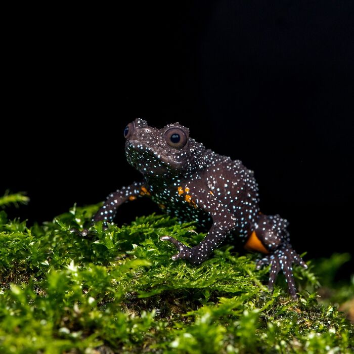 Wait, Frogs Can Look This Cool?! Check Out These 22 Wild Macro Photos