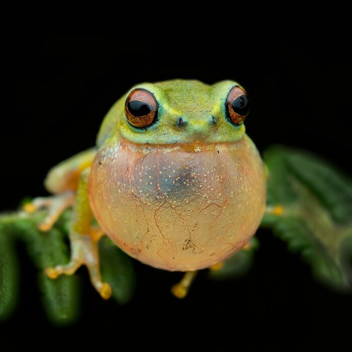 Wait, Frogs Can Look This Cool?! Check Out These 22 Wild Macro Photos