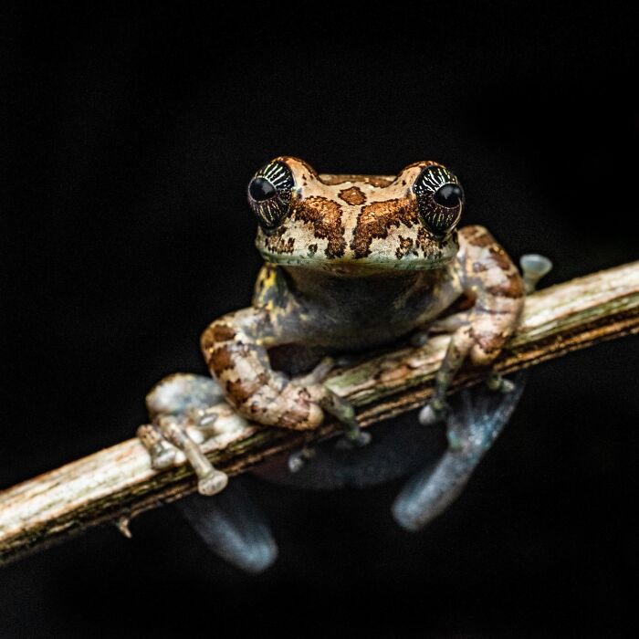 Wait, Frogs Can Look This Cool?! Check Out These 22 Wild Macro Photos