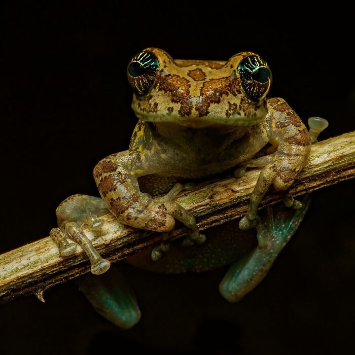 Wait, Frogs Can Look This Cool?! Check Out These 22 Wild Macro Photos