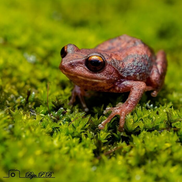 Wait, Frogs Can Look This Cool?! Check Out These 22 Wild Macro Photos