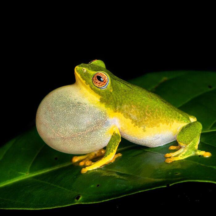 Wait, Frogs Can Look This Cool?! Check Out These 22 Wild Macro Photos
