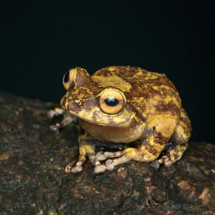 Wait, Frogs Can Look This Cool?! Check Out These 22 Wild Macro Photos