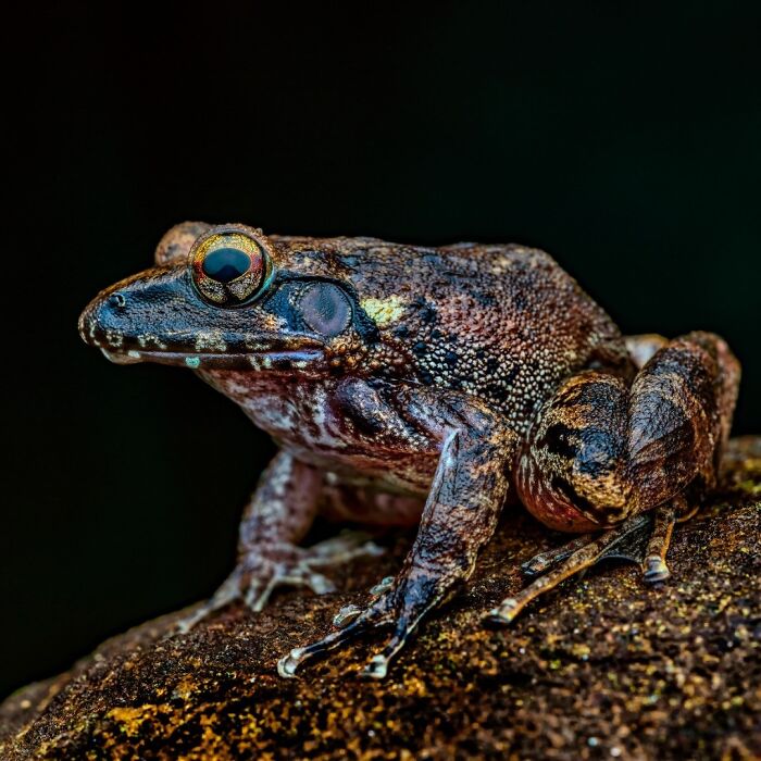 Wait, Frogs Can Look This Cool?! Check Out These 22 Wild Macro Photos