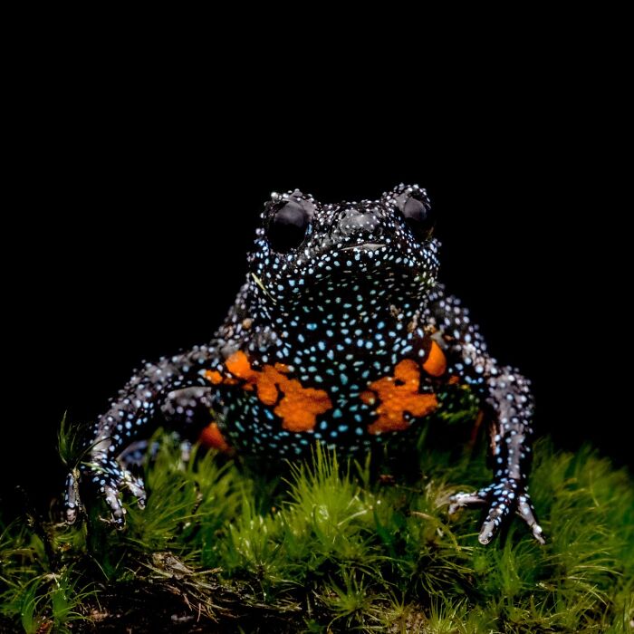 Wait, Frogs Can Look This Cool?! Check Out These 22 Wild Macro Photos