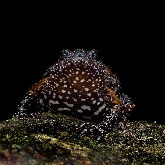 Wait, Frogs Can Look This Cool?! Check Out These 22 Wild Macro Photos