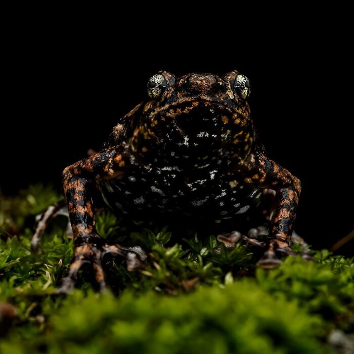 Wait, Frogs Can Look This Cool?! Check Out These 22 Wild Macro Photos