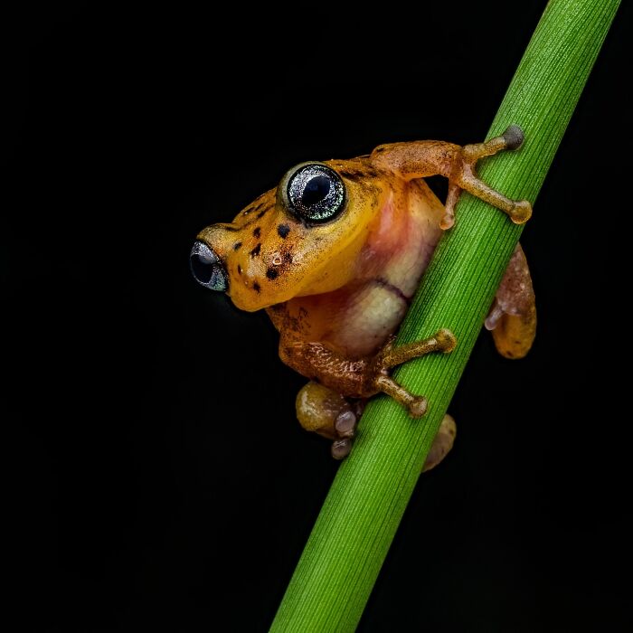 Wait, Frogs Can Look This Cool?! Check Out These 22 Wild Macro Photos