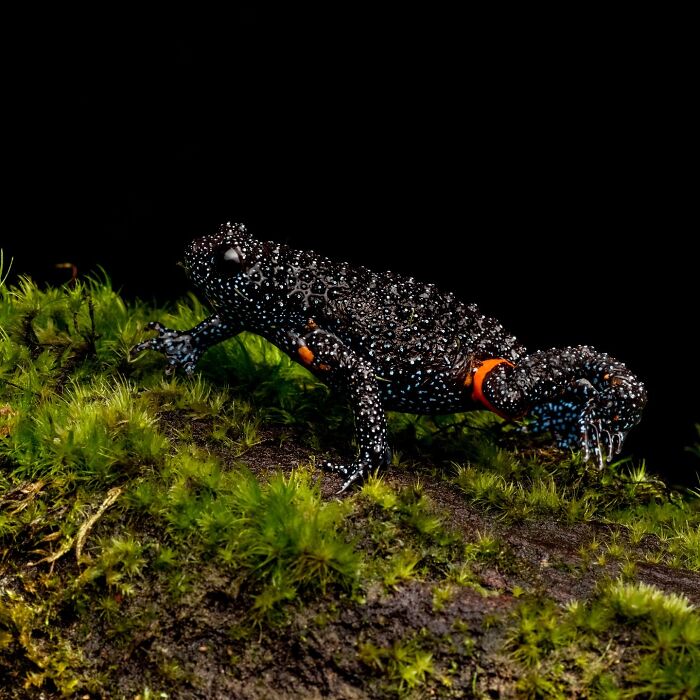 Wait, Frogs Can Look This Cool?! Check Out These 22 Wild Macro Photos