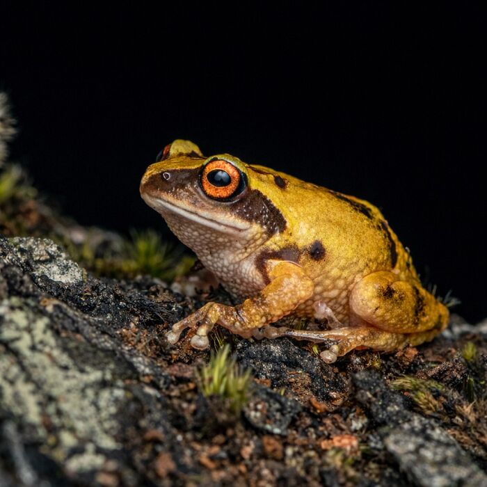 Wait, Frogs Can Look This Cool?! Check Out These 22 Wild Macro Photos