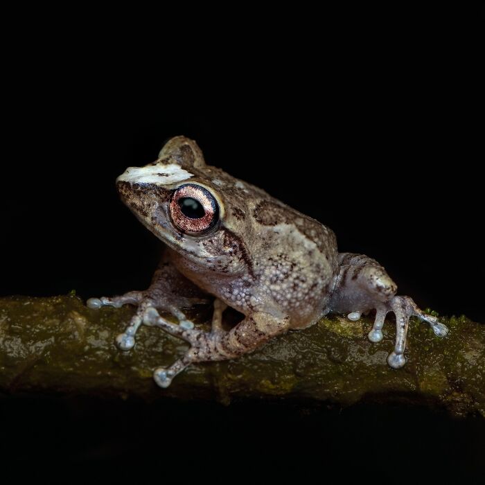 Wait, Frogs Can Look This Cool?! Check Out These 22 Wild Macro Photos