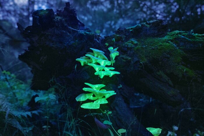 Australians Have Glowing Mushrooms? Seriously!