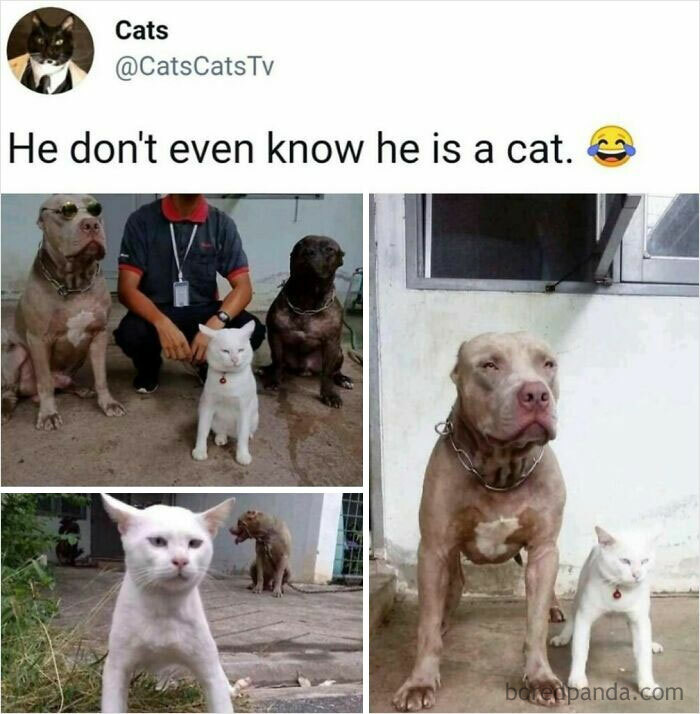 121 Wildly Funny Posts That’ll Totally Brighten Your Day