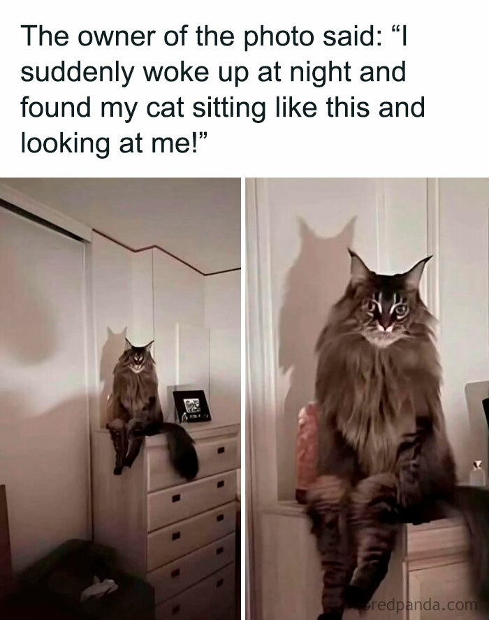 121 Wildly Funny Posts That’ll Totally Brighten Your Day