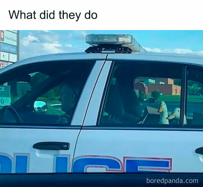 121 Wildly Funny Posts That’ll Totally Brighten Your Day