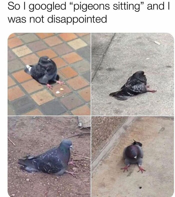 121 Wildly Funny Posts That’ll Totally Brighten Your Day
