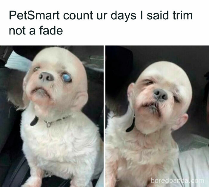 121 Wildly Funny Posts That’ll Totally Brighten Your Day