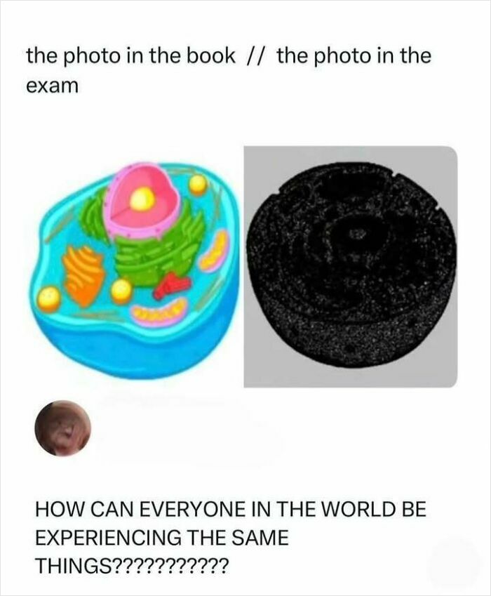 Let's Dive Into Some Hilarious Random Memes That'll Totally Brighten Your Day