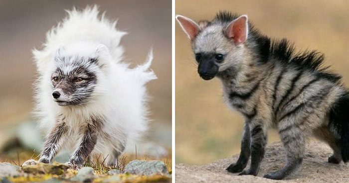 Nature’s Weirdest and Coolest Creatures You Won’t Believe Exist