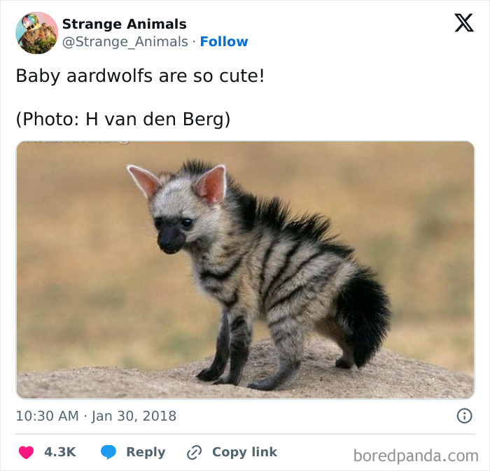 Nature's Weirdest and Coolest Creatures You Won't Believe Exist