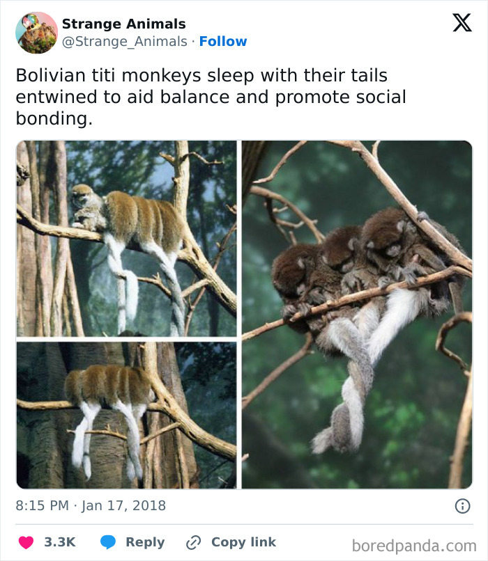 Nature's Weirdest and Coolest Creatures You Won't Believe Exist