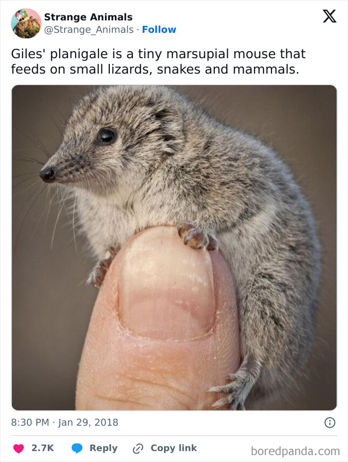 Nature's Weirdest and Coolest Creatures You Won't Believe Exist