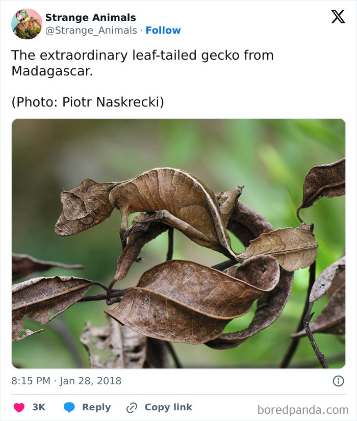 Nature's Weirdest and Coolest Creatures You Won't Believe Exist