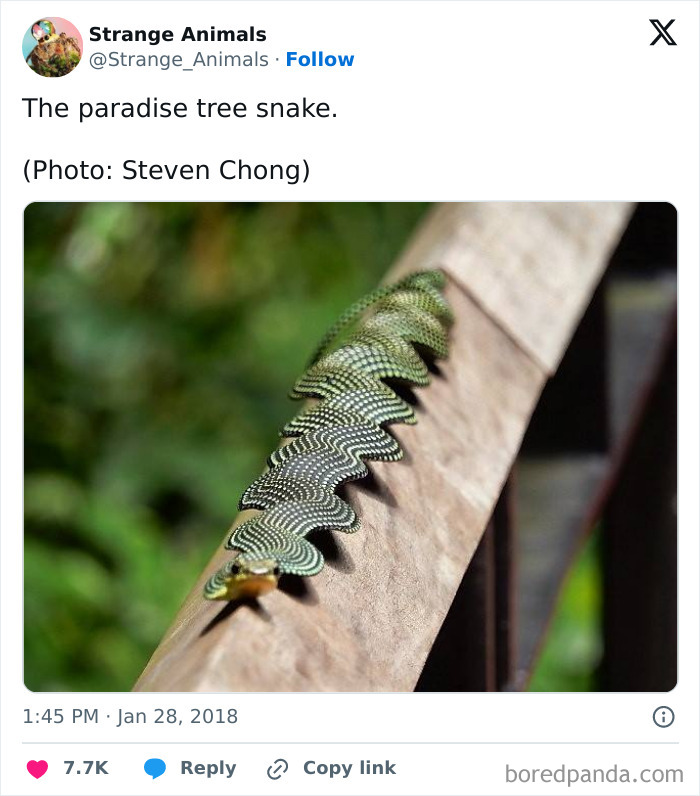 Nature's Weirdest and Coolest Creatures You Won't Believe Exist