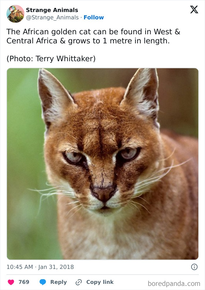 Nature's Weirdest and Coolest Creatures You Won't Believe Exist