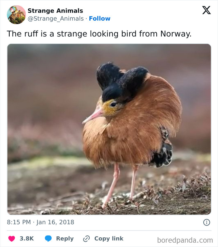 Nature's Weirdest and Coolest Creatures You Won't Believe Exist