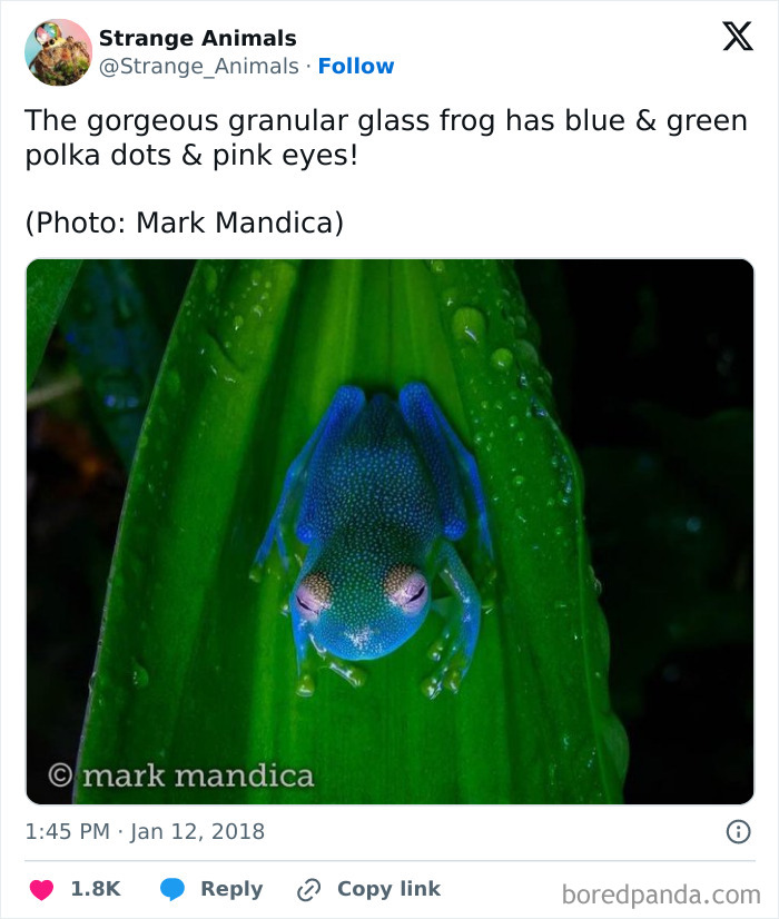 Nature's Weirdest and Coolest Creatures You Won't Believe Exist