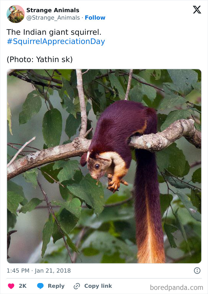 Nature's Weirdest and Coolest Creatures You Won't Believe Exist