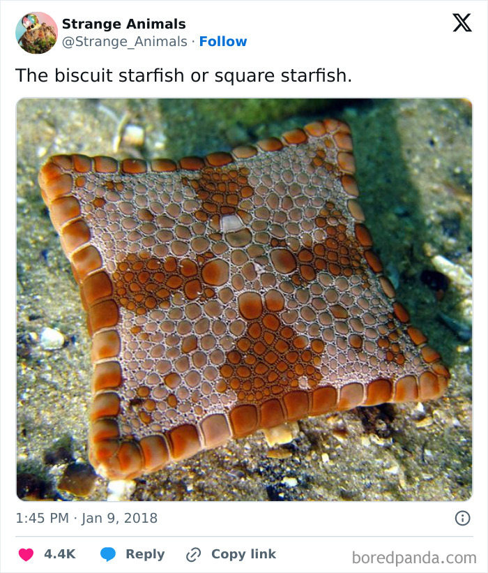 Nature's Weirdest and Coolest Creatures You Won't Believe Exist