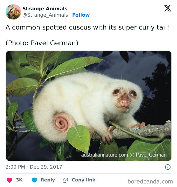 Nature's Weirdest and Coolest Creatures You Won't Believe Exist