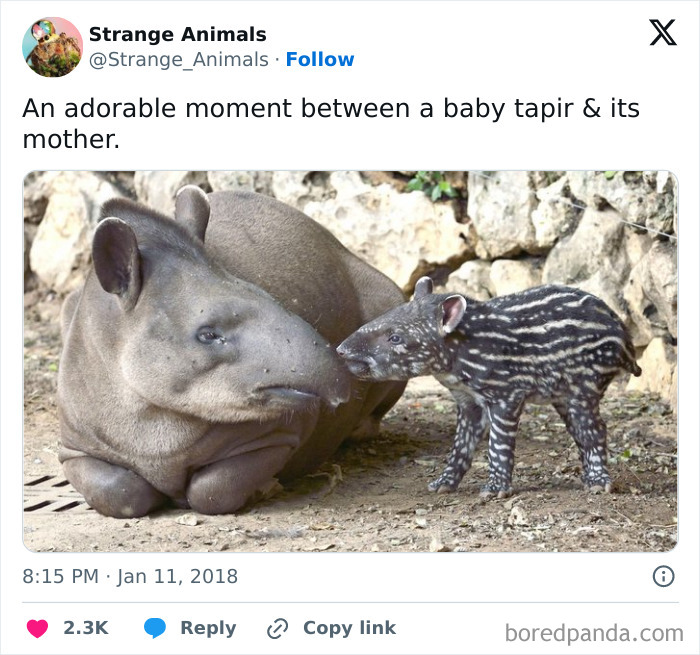 Nature's Weirdest and Coolest Creatures You Won't Believe Exist