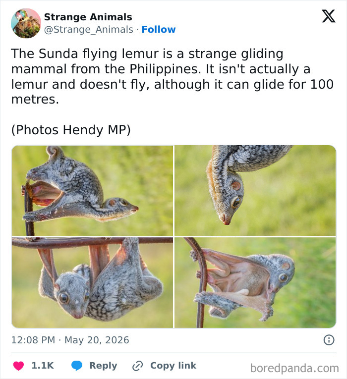 Nature's Weirdest and Coolest Creatures You Won't Believe Exist