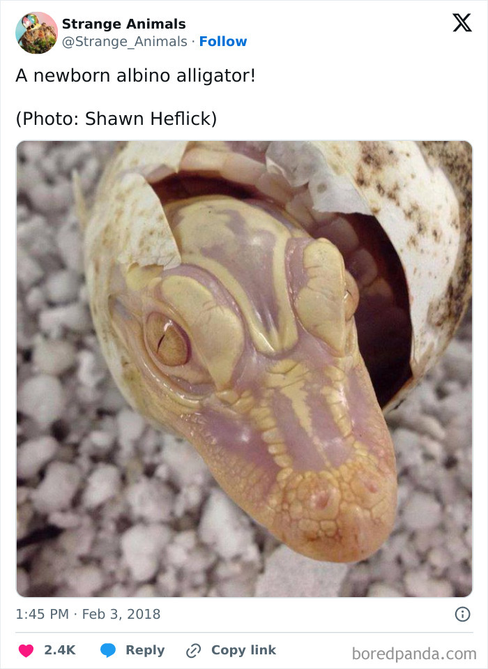 Nature's Weirdest and Coolest Creatures You Won't Believe Exist